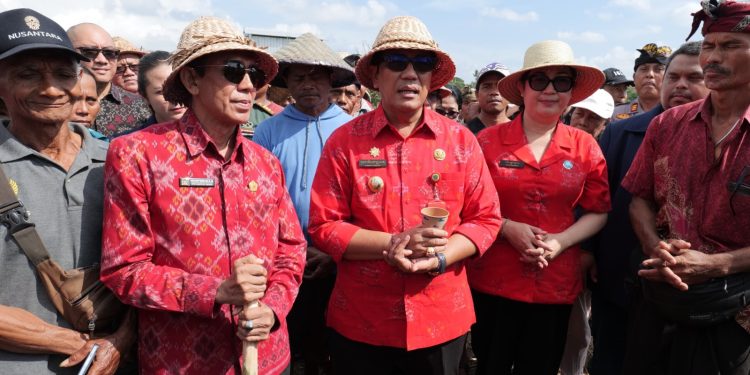 Bupati Tabanan Tanam Jagung di 88 Hektar untuk Mendorong Ketahanan Pangan