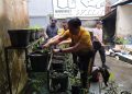 Dukung Ketahanan Pangan Nasional, Penanaman Bibit Cabai oleh Polsek Baturiti di Halaman Mako